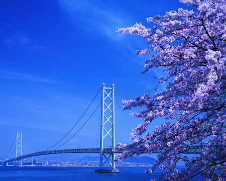 Cherry Blossoms and Akashi Strait Bridge